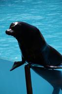 Zoo Sea Lion Males