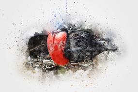 watercolor, black bird with red breast