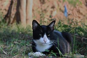 Cat Eyes Face blak white