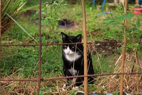 cat behind a wire fence in the garden