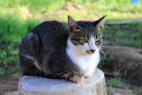 Cat Eyes Face