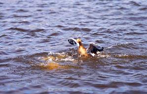 Duck Water Bird