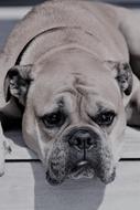 Continental Bulldog, grey Dog head close up