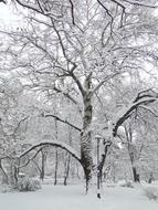 Winter Tree