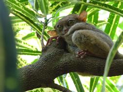 incredibly charming Tarsier Yoda Gollum