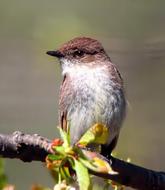 Phoebe Flycatcher Bird