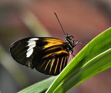 Butterfly Black Yellow White Close