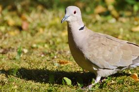 Collared Dove on ground