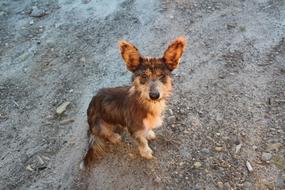 cute furry doggy on ground