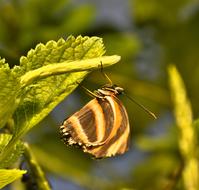Butterfly Brown Yellow macro blur