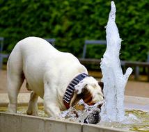 bulldog is drinking from the fountain