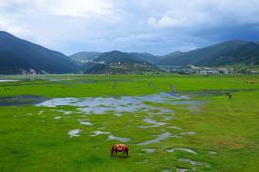 In Yunnan Province Prairie