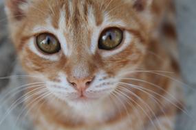 red kitten with green eyes on a blurred background