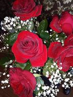 Rose Red
