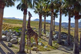 Giraffe Animal Wildlife palms