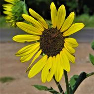 Sunflower Yellow Wild