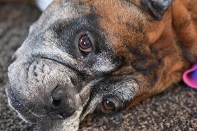 cute Winston Dog face