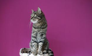 gray cat on a dark pink background