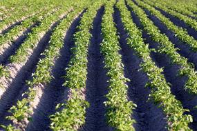 Potatoes Field Potato