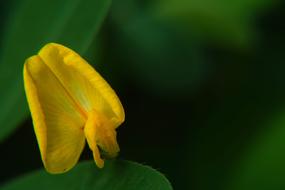 Microphotographing Macro Flowers