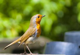 Beautiful, cute and colorful redbreast robin bird, near the colorful plants