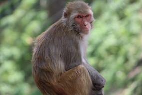 Monkey Macaca Himalayan
