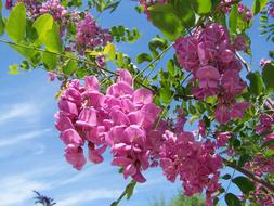 Acacia Pink-Flowered