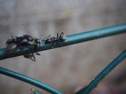 ant on a metal fence on a blurred background