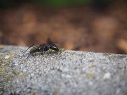 black Ant at blur background