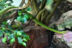 green snake in the branches of a tree