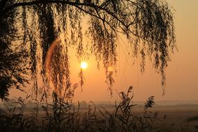Sunrise Willow