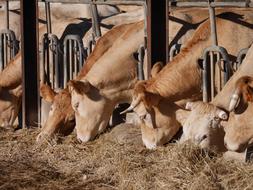 Cows Agriculture