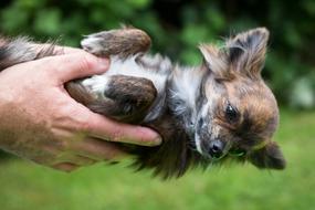 Chihuahua, small Dog in female hands