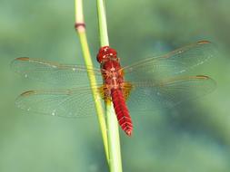 red dragonfly on a green branch