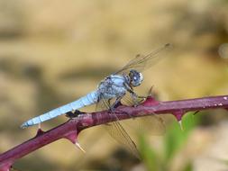 Orthetrum Coerulescens Blue
