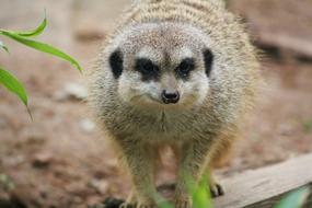 Animal Suricata zoo