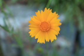 Flowers Wildflower Yellow Flower