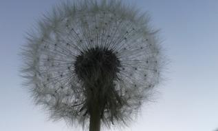 Dandelion Pluisbloem