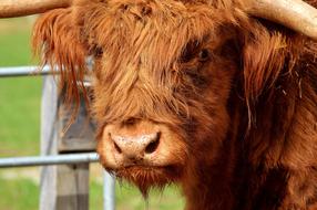 Highland Beef Head Farm Animal