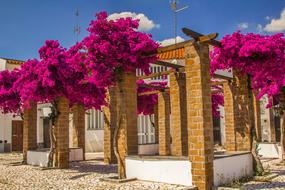 Architecture and pink Flowers