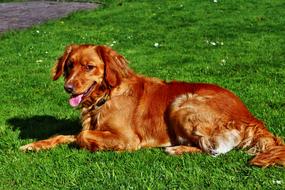 brown purebred dog on grass