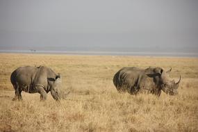 two rhinoceros walking through dry grass, Kenya