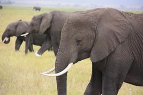 africa Elephants Animal