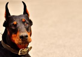 Portrait of the beautiful and cute, black and brown Doberman dog