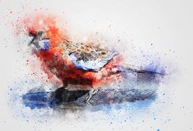 bird parrot color as a drawing