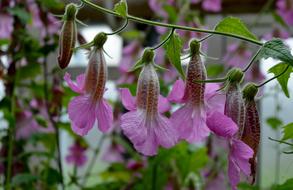 Rehmannia Elata High China Thimble
