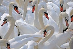 Swans Edinburgh Arthurs