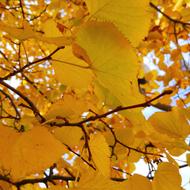 Leaves Autumn Seasons
