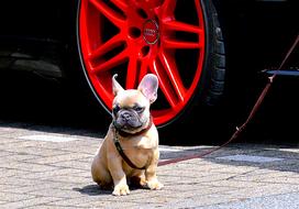 French Bulldog Ears red wheel