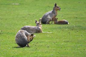 Mara Hare Of Patagonia